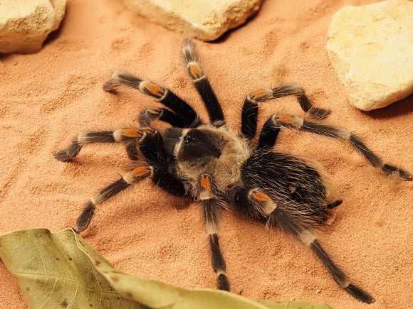 Brachypelma auratum