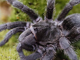 0.1 Grammostola pulchra