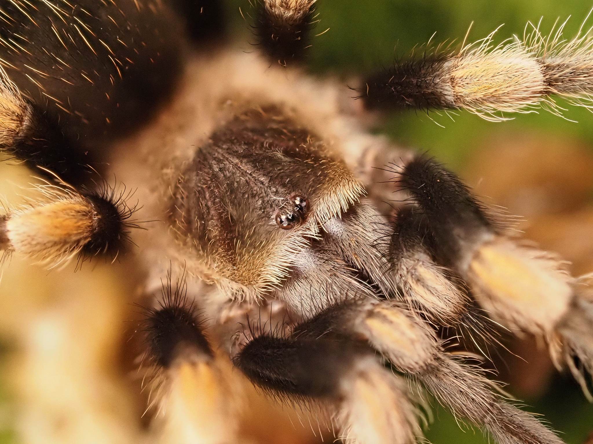 Brachypelma hamorii ArachnoWorld