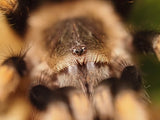 0.1 Brachypelma hamorii