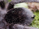 0.1 Grammostola pulchra