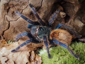 0.1 Chromatopelma cyaneopubescens