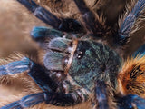 Chromatopelma cyaneopubescens