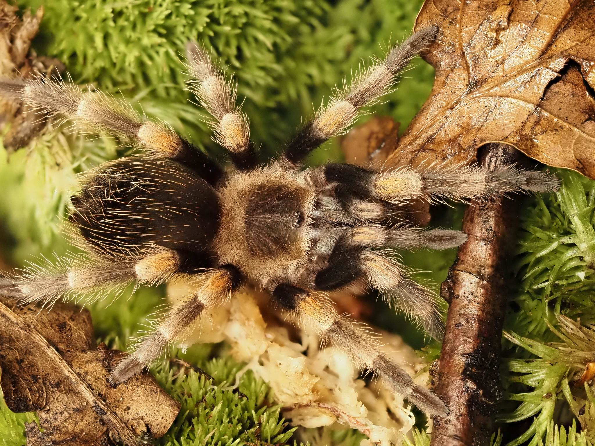 Brachypelma hamorii ArachnoWorld
