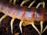 Scolopendra gigantea "white legs"