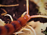 Scolopendra gigantea "white legs"