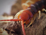 Scolopendra gigantea "white legs"