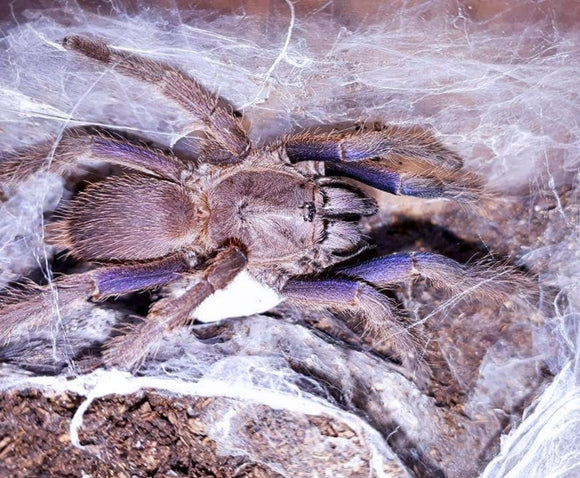 Chilobrachys dyscolus blue