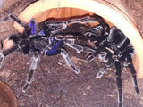 1.2 Pamphobeteus sp. Pucallpa "lightning blue"