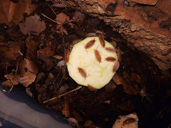 Porcellionides pruinosus ''Kubanische Asseln'' orange
