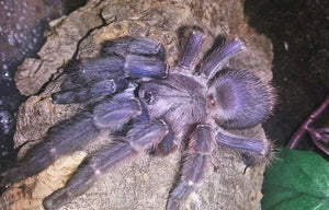 Orphnaecus sp. blue Panay