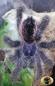 Avicularia juruensis Morph 2 (ex. sp. Peru purple)