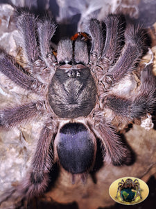 Tapinauchenius violaceus