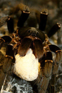 Hysterocrates gigas
