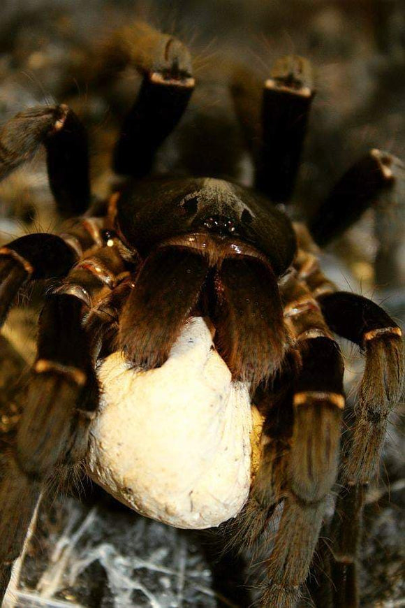 Hysterocrates gigas
