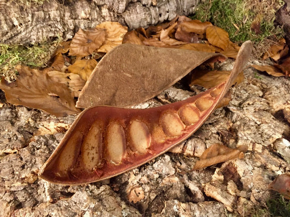 Velvet Bean Shelter