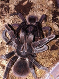 Pamphobeteus petersi