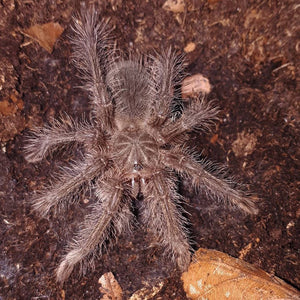 Theraphosa blondi