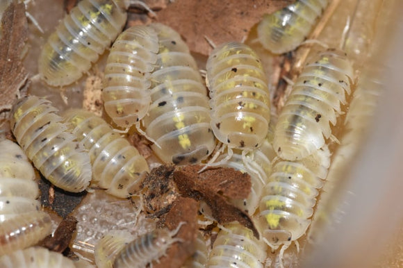 Armadillidium vulgare 