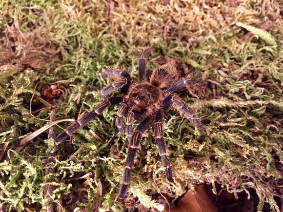 Homoeomma sp. blue Peru 2