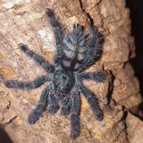 0.1 Caribena versicolor