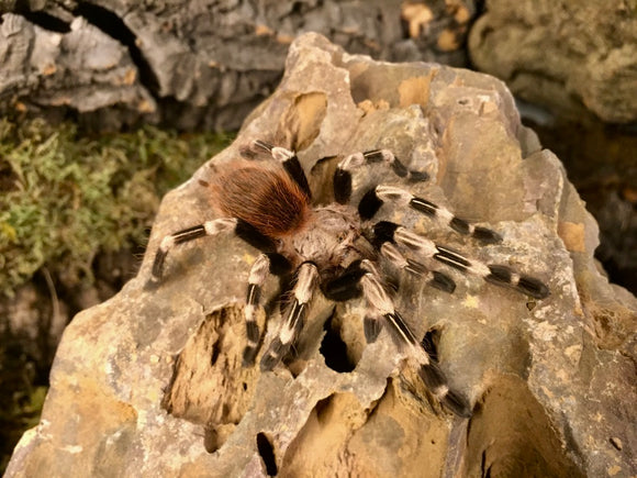 0.1 Vitalius chromatus ex. Nhandu chromatus