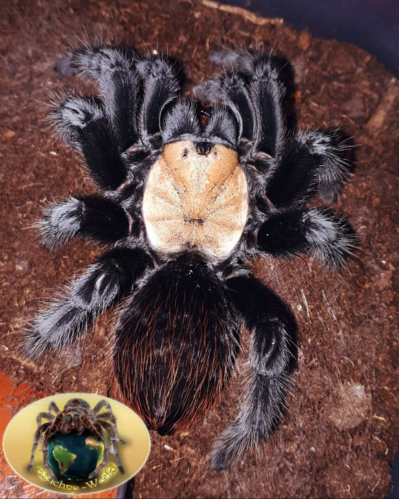 Brachypelma albiceps