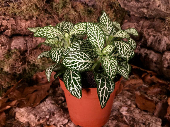 Fittonia - grün-weiß