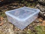 Aufzuchtdose eckig 3,0l BraPlast transparent