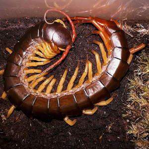 Scolopendra dehaani (Vietnam)