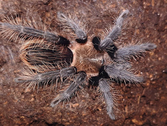 Tliltocatl albopilosus