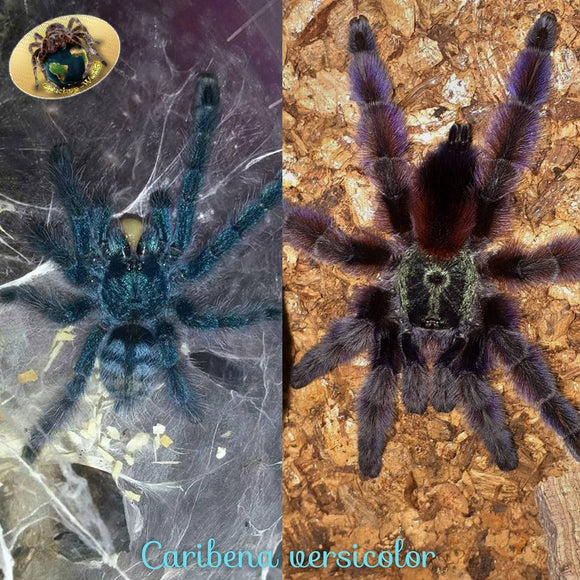 Caribena versicolor
