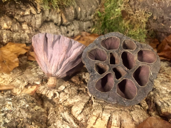 Lotus Pod