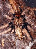 Chromatopelma cyaneopubescens