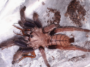 Chilobrachys fimbriatus