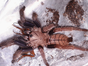 0.1 Chilobrachys fimbriatus