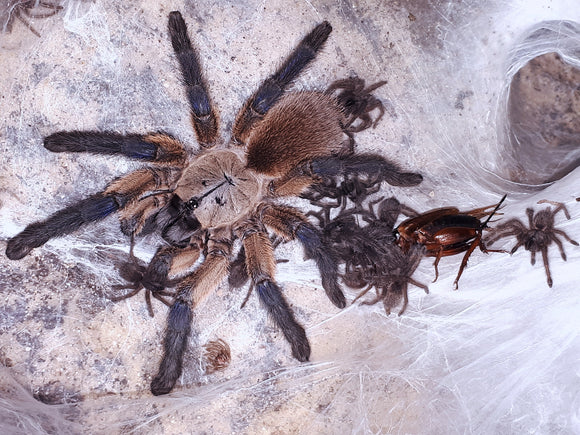 0.1 Monocentropus balfouri