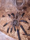 0.1 Monocentropus balfouri