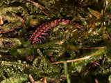 Desmoxytes planata - "Rosa Drachenfüßer"