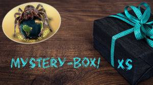 Mystery-Boxen XS "Zubehör und Dekoration"