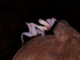 Hymenopus coronatus