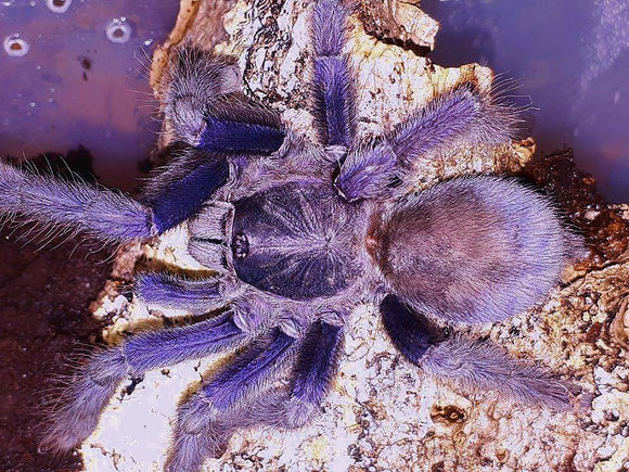 Lampropelma nigerrimum