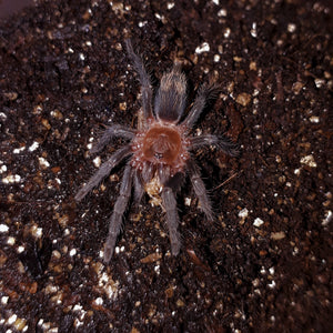 Plesiopelma sp. Bolivien