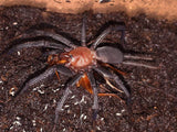 Harmonicon oiapoque