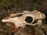 Totenkopf Kuhschädel