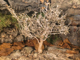 Dry Tree