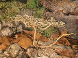 Dry Tree