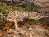 Dry Tree