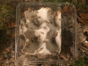 Heimchen klein