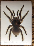 Theraphosa blondi Kunstdruck - limitiert und signiert DIN A4